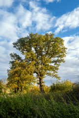 Fototapeta premium vue d'un paysage avec un arbre et un ciel nuageux dans le centre de la France en Europe