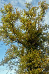 vue d'un paysage avec un ciel nuageux dans le centre de la France en Europe