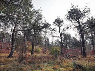 Morning Autumn forest with evergreen trees