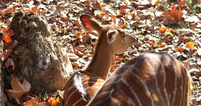 Side view of an orange striped antelope chewing cud in a quiet autumn forest.