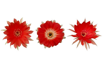 Close-up of a blooming red cactus flower isolated on a transparent background png file.