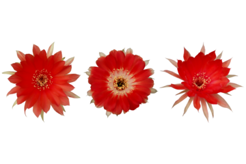 Close-up of a blooming red cactus flower isolated on a transparent background png file.