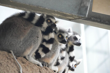 Obraz premium 集まるワオキツネザル