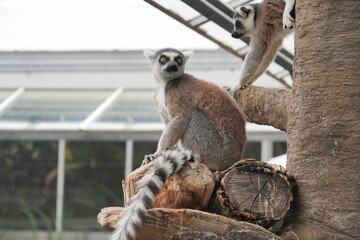 Obraz premium 遠くを見渡すワオキツネザル