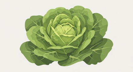 Fototapeta premium cabbage isolated on white background