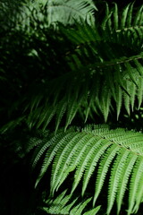Close-up of lush green fern leaves in natural light, creating a textured, layered composition with deep shadows and rich foliage. Ideal as a background or backdrop for design projects, presentations, 
