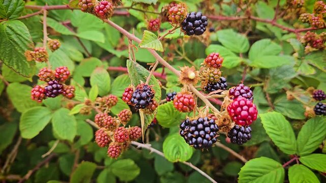 Ripe blackberry growing on bush among green leaves. Dark berry maturing on bramble surrounded by foliage. Juicy blackberry forming on thorny branch in garden. Fresh wild berry developing on shrub in
