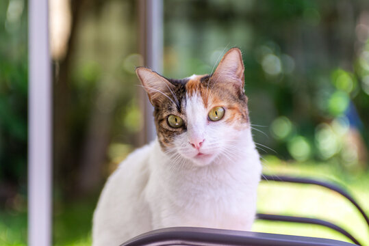 A close-up portrait of a beautiful calico cat with striking yellow eyes