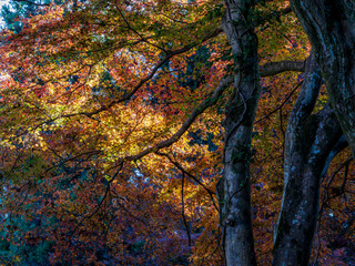 宝登山周辺の紅葉