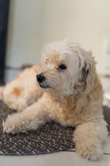 An adorable Maltipoo dog with fluffy cream colored fur