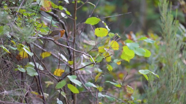 European Robin female perched on a Common filbert dead branch listening to the song of a male in a forest alley. Erithacus rubecula, Corylus avellana, Loiret 45, r&eacute;gion Centre, France, Europe