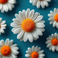 Close up of white daisy flowers with orange centers on a vibrant blue background.