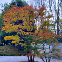 都心散歩　汐留の街路樹の紅葉