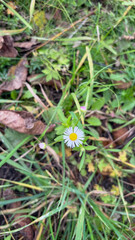 A tiny wild daisy blooming among grass and fallen leaves, standing out with its yellow center and delicate pale-purple petals