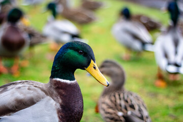 Fototapeta premium The drake in the foreground is looking at the camera, while the other ducks in the background are out of focus