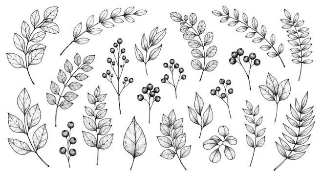 Illustration of various leaves and berries with intricate details and different shapes and sizes