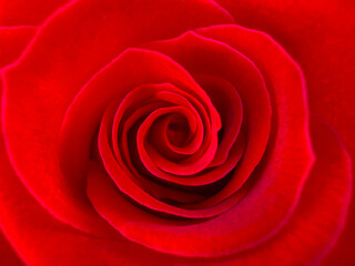 Blurred for background.A close-up view of a dark red rose reveals its delicate, spiraling petals unfolding toward the center.