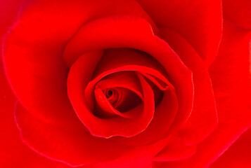 Blurred background. Close-up of a deep red rose, showing the petals spiraling towards the center. Perfect for a Valentine's Day background.