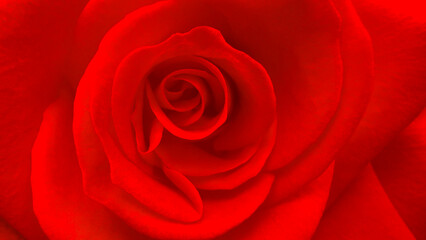 Close-up of a vibrant red rose reveals its velvety petals curling inward in smooth, elegant layers. Soft shadows highlight the gentle curves.The rich red tones emphasize the flower’s natural beauty.