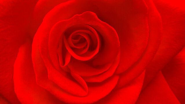Close-up of a vibrant red rose reveals its velvety petals curling inward in smooth, elegant layers. Soft shadows highlight the gentle curves.The rich red tones emphasize the flower’s natural beauty.