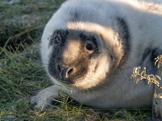 Obraz premium Seal pup on beach at sunrise. Resting on coastal shore grey seal lying on beach along North Sea Coast. Breeding season Lincolnshire UK. Donna Nook Grey Seal Colony.