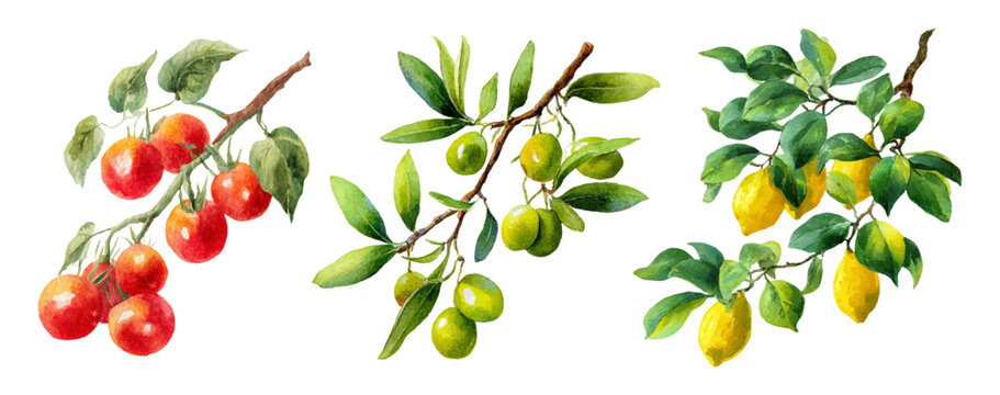 Mediterranean watercolor illustration with fresh lemons, olive branches, and ripe tomatoes. Italian summer vibes, perfect for posters, postcards, or decorative prints.