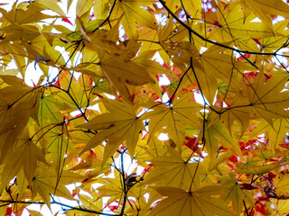 月の石もみじ公園ののもみじ