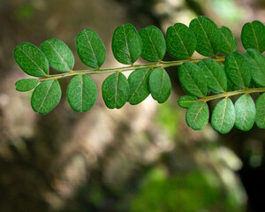 Row of oval green leaves along a thin woody branch © Pakau