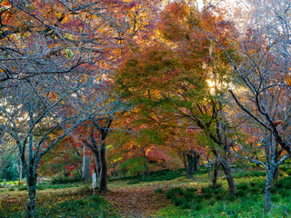 月の石もみじ公園の紅葉