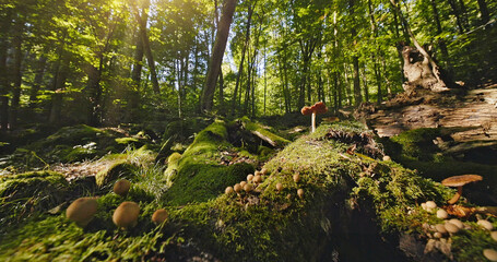 Fototapety na wymiar - Fototapeta24.pl