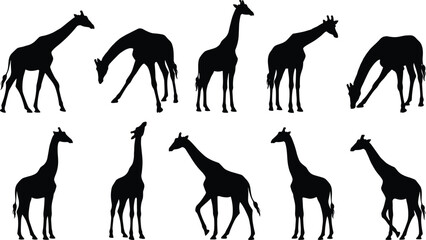Black Silhouettes of Giraffes in Various Natural Poses – Standing, Walking, Bending, Turning – Wildlife, Animal Behavior, Safari Concept