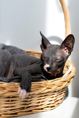 Peaceful Sphynx Cat Napping in Wicker Basket