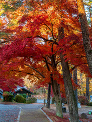 月の石もみじ公園の紅葉