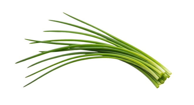 Fresh Green Chives Bunch Isolated on White Healthy Food Ingredient Cooking Herb