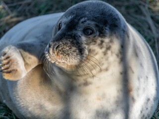 Naklejka premium Seal pup on beach at sunrise. Resting on coastal shore grey seal lying on beach along North Sea Coast. Breeding season Lincolnshire UK. Donna Nook Grey Seal Colony.