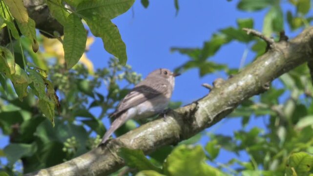 Spotted Flycatcher (Muscicapa Striata) in a tree eating an Ichneumon Wasp it has just caught. September, Kent, UK. Slow motion x5