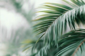 Fototapeta premium Close-up of a palm frond with blurred background, displaying vibrant green hues
