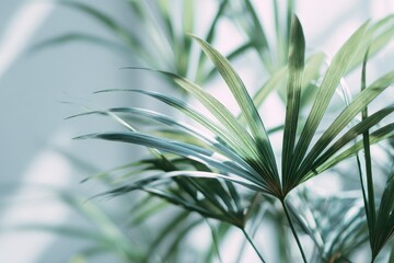 Fototapeta premium Close-up of lush, green, fan-shaped leaves against a blurry backdrop of sunlight and shadows