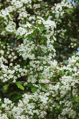 Flowering hawthorn branches with green leaves and white flowers full frame
