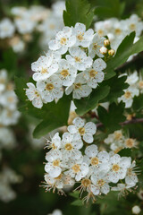 Close-up of white hawthorn flowers on a branch with green leaves