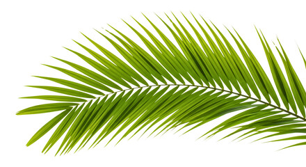 Obraz premium Vibrant green palm frond against a stark black background