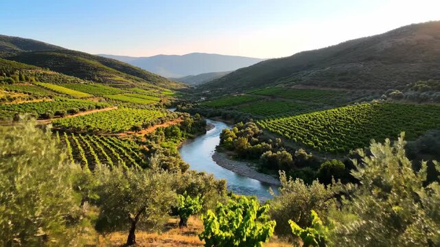 Vineyard valley with river between hillsides landscape scene
