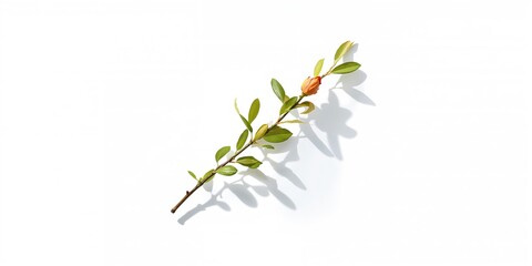 Still life with a small twig featuring green leaves and an unopened orange flower, ideal as a nature-themed background for text or layout, Earth Day