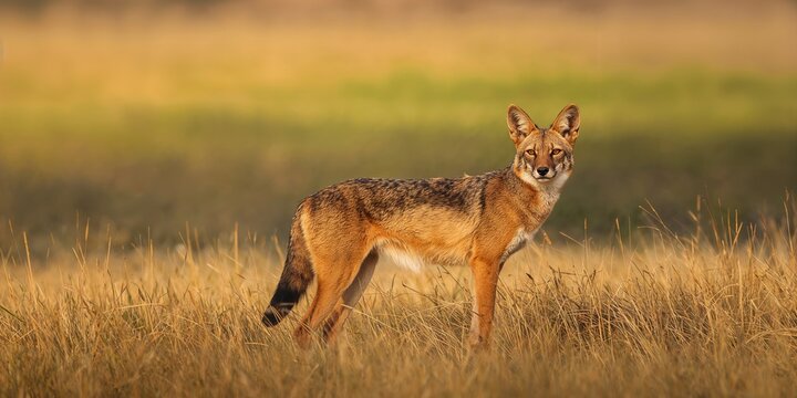 Ivy climbing a tree trunk with dense summer foliage, emphasizing plant support and growth adaptation - Powered by Adobe