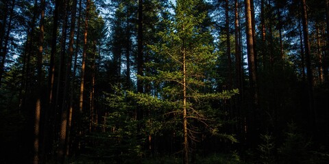 Fototapeta premium Japanese quince flowers in bloom used as floral decoration, seasonal change awareness