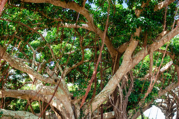 Fototapeta premium tree in the sky