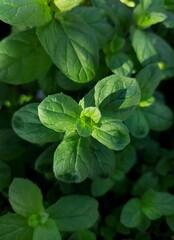 mint leaves with light shining through the leaves.