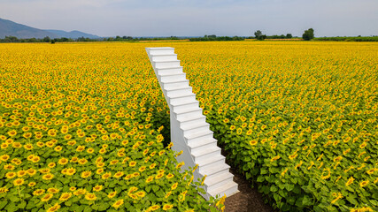 The sunflower garden is in full bloom and there is a white staircase in the middle of the garden.