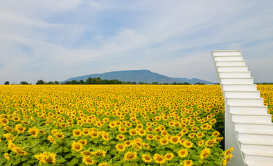 The sunflower garden is in full bloom and there is a white staircase in the middle of the garden.