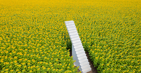 The sunflower garden is in full bloom and there is a white staircase in the middle of the garden.